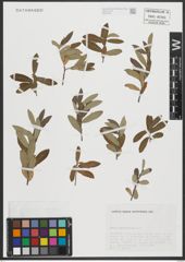 Foto von Salix salviifolia Brot.